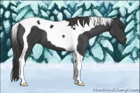 Horse Color:Smoky Black Tobiano 