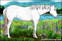 Horse Color:Blue Roan Appaloosa 