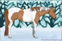 Horse Color:Chestnut Tobiano