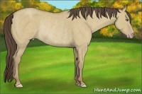 Horse Color:Classic Cream Champagne Dun Frame Rabicano 