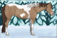Horse Color:Classic Champagne Tobiano Frame Rabicano 