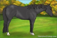 Horse Color:Smoky Black 