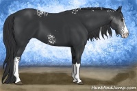 Horse Color:White Spotted Black Sabino Splash