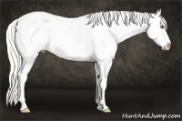 Horse Color:Silver Classic Cream Champagne Dun Splash Appaloosa Rabicano 