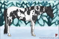 Horse Color:White Spotted Black Tobiano 