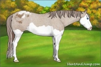 Horse Color:Classic Champagne Splash Appaloosa Rabicano 