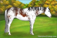 Horse Color:White Spotted Bay Splash 