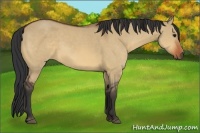 Horse Color:Bay Dun Sabino