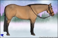 Horse Color:Brown Dun 