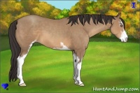 Horse Color:Sable Champagne Sabino 