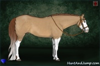 Horse Color:Red Dun Sabino Splash 