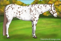 Horse Color:White Spotted Chestnut Frame Appaloosa 