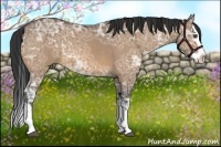 Horse Color:Bay Ice Dun Sabino Splash