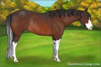 Horse Color:Bay Splash Frame Rabicano