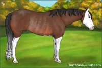 Horse Color:Bay Splash Rabicano 