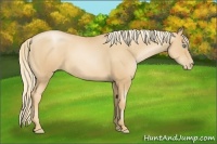 Horse Color:Gold Champagne Pearl 