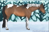 Horse Color:Buckskin Tobiano Rabicano