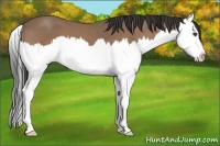 Horse Color:Buckskin Roan Splash 
