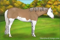 Horse Color:Palomino Splash 
