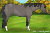 Horse Color:Smoky Grullo Roan 