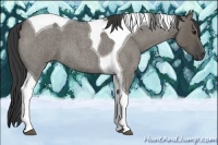 Horse Color:Smoky Grullo Roan Tobiano 