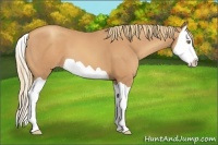 Horse Color:Gold Champagne Splash