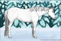 Horse Color:Grullo Splash Tobiano 