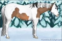 Horse Color:Buckskin Splash Tobiano