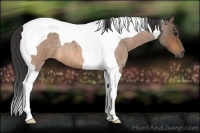 Horse Color:Buckskin Roan Tobiano 