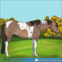 Horse Color:Brown Dun Tobiano