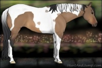 Horse Color:Bay Dun Tobiano