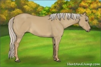 Horse Color:Palomino Dun
