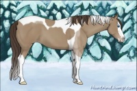Horse Color:Classic Champagne Splash Tobiano 