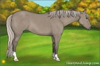 Horse Color:Silver Grullo 