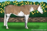 Horse Color:Liver Red Dun Sabino Splash