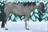 Horse Color:Smoky Blue Roan Tobiano Rabicano