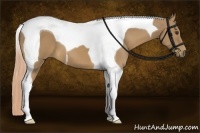 Horse Color:Palomino Tobiano 