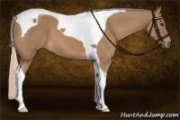 Horse Color:Palomino Tobiano 