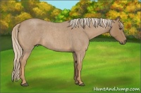 Horse Color:Palomino Roan 