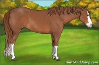 Horse Color:Chestnut Sabino Splash