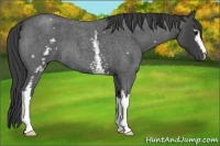 Horse Color:Unknown 