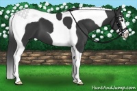 Horse Color:Black Splash Tobiano 