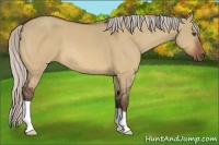 Horse Color:Silver Bay Dun 