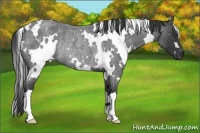 Horse Color:White Spotted Blue Roan Rabicano