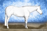 Horse Color:Perlino Roan Appaloosa