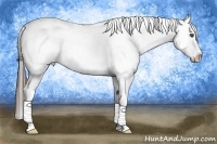 Horse Color:Liver Chestnut Near Leopard 