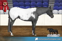 Horse Color:Black Appaloosa