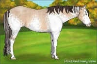 Horse Color:White Spotted Amber Champagne Roan Splash