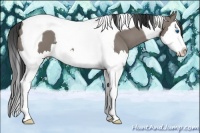 Horse Color:Grullo Splash Tobiano
