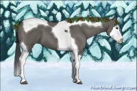 Horse Color:Grullo Splash Tobiano 